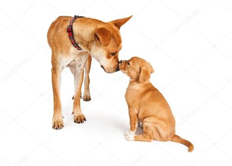 Mother Dog Laying On Puppies Mother Dog And Puppy Stock Photo Image