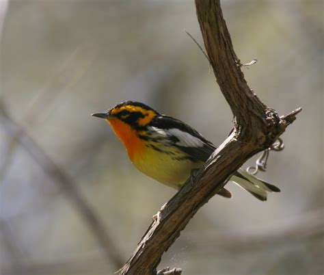 Migratory Birds Grant - New Ohio Wildlife Center