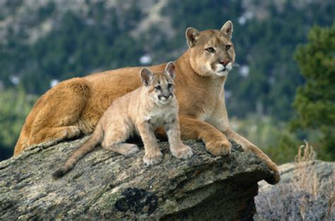 Bi State Wildlife Hotline Inc Mountain Lion Bi State