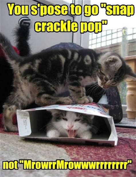Funny Cat Pictures With Captions 43