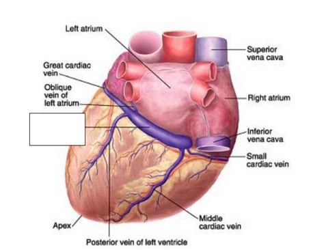 Posterior And Anterior Views Of Cardiac Veins Diagram Quizlet