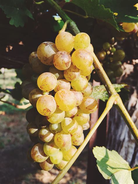 Our Chenin Blanc Picked This Morning Whitewine Cheninblanc Harvest