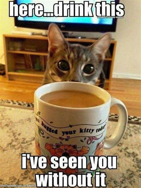 Download The Lovely Funny Cat Coffee Memes Hilarious