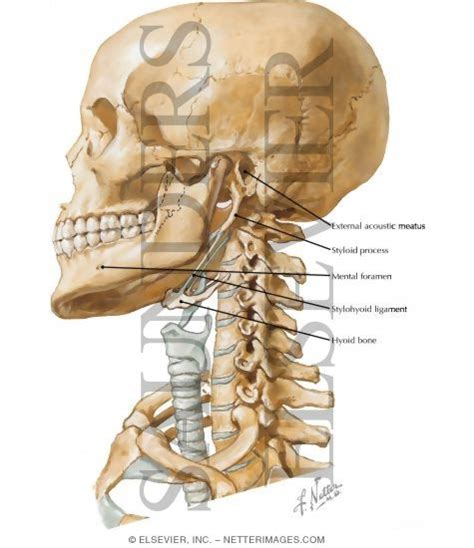1193).—various bony surfaces and prominences on the skull can be easily identified below the nasion the nasal bones, scantily covered by soft tissues, can be traced to their junction with the nasal cartilages, and on either side of the nasal. Skull and Neck