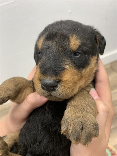 The problem today over 80% of working/detector dogs in the united states are imported from eastern europe even though there are an estimated 73 million dogs in the united states of which. Airedale Terrier Puppies For Sale | Dallas, TX #297788