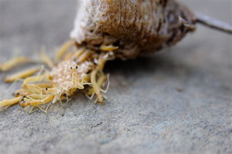 4k and hd video ready for any nle immediately. praying mantis egg "hatching" | these are everywhere. we ...