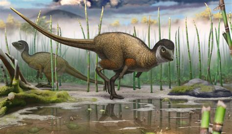 First Dinosaur Ever Found With Both Feathers And Scales Life