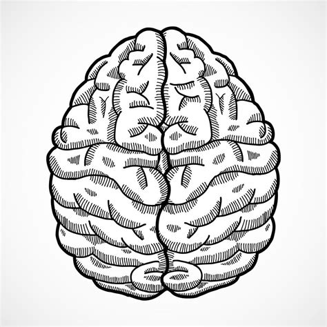 Human Brain Sketch 438424 Vector Art At Vecteezy