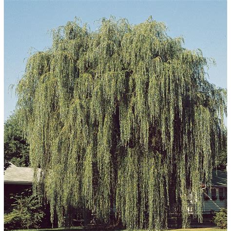 1335 Gallon Green Weeping Willow Shade Tree L1411 At
