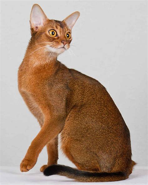 Ancient Egyptian Cat Breeds Abyssinian Cats Cat Breeds Purebred Cats