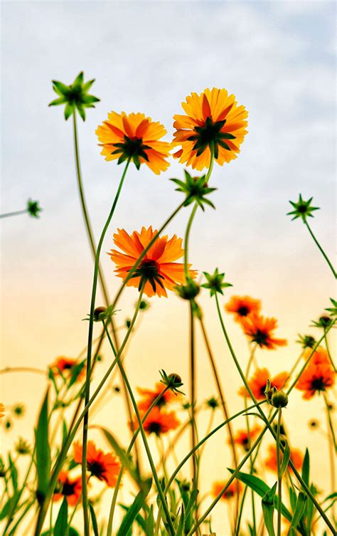 Download Wallpaper 840x1336 Cosmos Field Flowers Summer Iphone 5