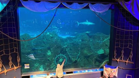 Adventure Aquarium Ocean Realm Theater Great Hammerhead Shark Sharks