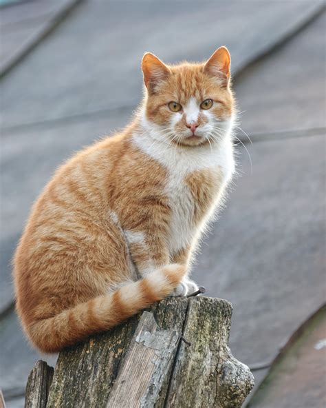 If you would like to learn more about how this disease affects dogs please visit this page in the petmd pet health library. Caring For Senior Cats - Top Tips For Your Elderly Cats ...