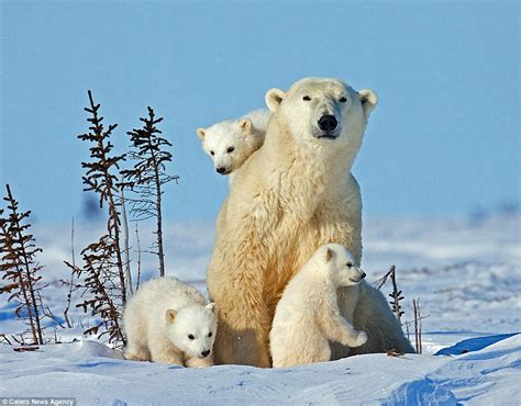 Polar Bear Cubs Pictured Keeping Close To Mom In Canadian