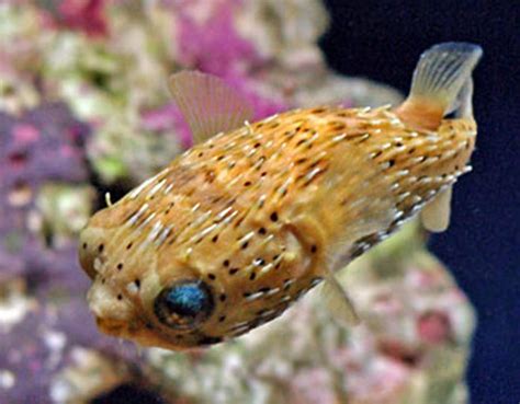 Porcupine Puffer Fish Puffer Fish Fish Tropical Fish