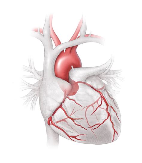 Coronary Artery Anatomy Illustration By Molly Borman Biomedical