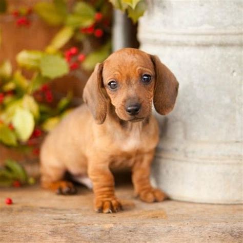 We specialize in finding permanent homes for dachshund and dachshund mixes. Dachshund Puppies For Sale | Nevada Street, Newark, NJ #215937