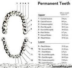 Your pet cat may lose teeth due to several things ranging from dental diseases to old age. human teeth chart Human Teeth vs. Dog, Cat & Horse Dental ...