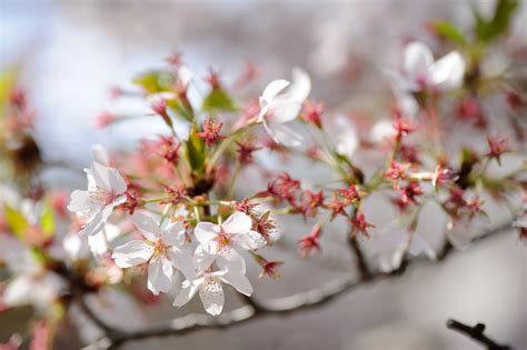 Jeffrey Friedls Blog Another Cherry Blossom Stroll On A Lazy Kyoto