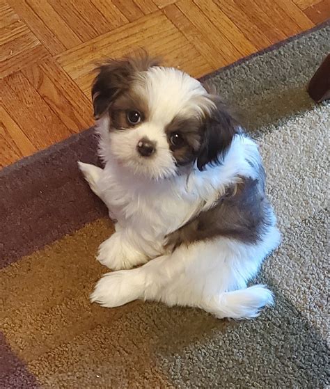 Télécharger des livres par patrick rambaud date de sortie: Shih Tzu Puppies For Sale | Lapeer, MI #325895 | Petzlover