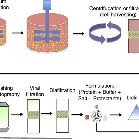 The Biopharmaceutical Manufacturing Technology Flowchart Exemplifying