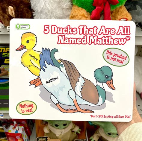 5 Ducks That Are All Named Matthew Obvious Plant