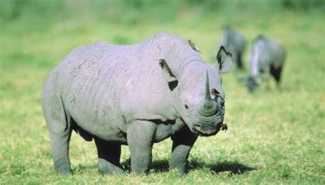 Rhino meat is still quite valuable as exotic meat. What Do the Rhinos Eat Normally? | Animals - mom.me