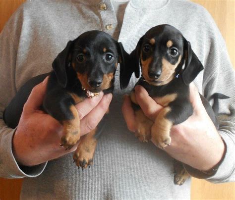 Fabulous Pedigree Mini Dachshund Puppies In Diss Norfolk Gumtree