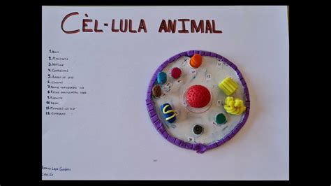 Projecte Ccnn Cèllula Animal Youtube