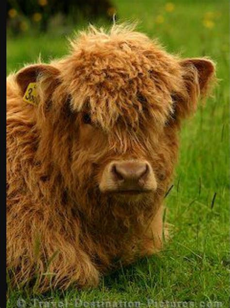 I Wish Future Yard To Include This Mini Highland Fluffy Cows Cow
