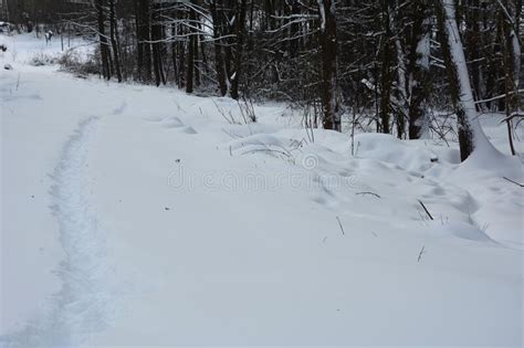 Winter Scenery Narrow Pathway Through The Deep Snow Stock Image