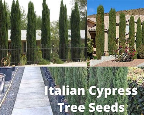 Italian Cypress Tree Seeds Cupressus Sempervirens Hedges Etsy Ireland