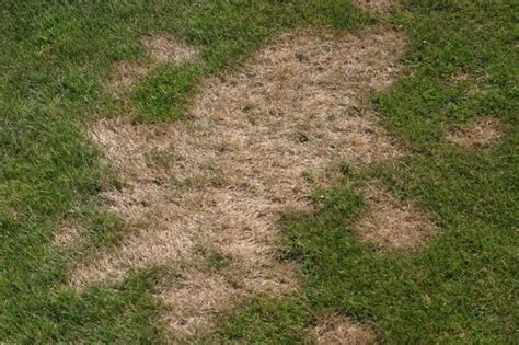4 Common Lawn Diseases How To Stop Them In Roots