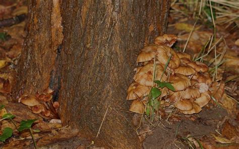 Armillaria Tabescens The Ringless Honey Mushroom Flickr