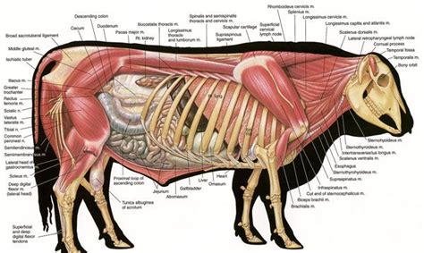 Vet Medicine Veterinary Medicine Veterinary Science Anatomy Drawing