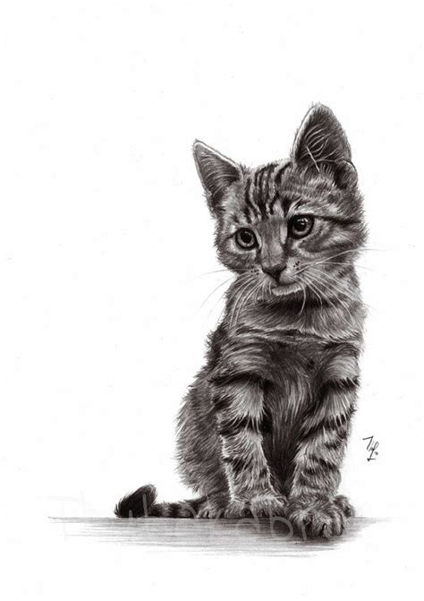 How are you feeding your cat now? Cat pencil drawing art PRINT of pencil by ...