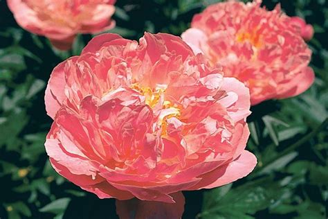 Pink Hawaiian Coral Peony Once Established It Grows Tall And Has Huge