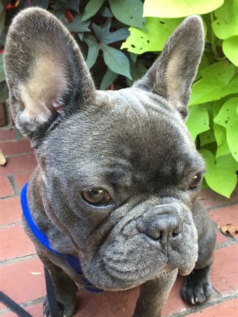 They carry the dilute blue gene. Blue brindle French bulldog | French bulldog, Blue brindle ...