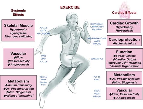 Can Exercise Teach Us How To Treat Heart Disease Circulation