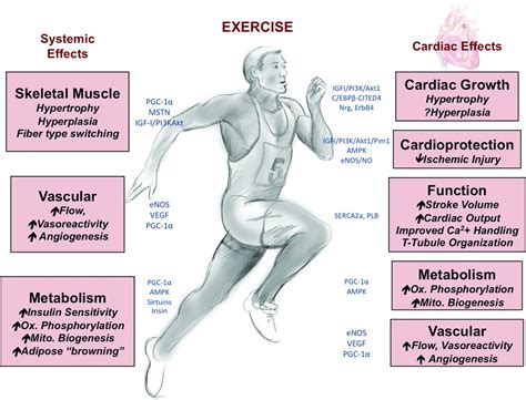 Can Exercise Teach Us How to Treat Heart Disease ...