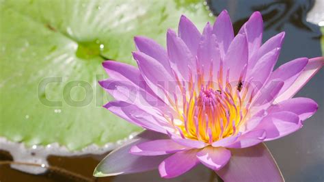 Pink Lotus Flower In A Pool Stock Image Colourbox