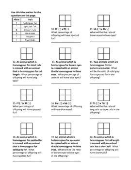 Practice using a punnett square to determine genotype and phenotype probabilities when the genotype of the parents are known. Genotypes and Punnett Square Worksheets | Biology lessons, Punnett square activity, Teaching biology