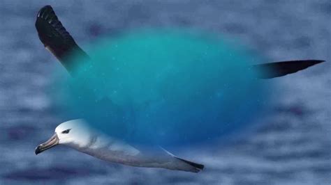 Mereka memiliki badan tambun, bulu yang panjang dan tebal, ekor pendek, dan warna bervarasi tergantung spesiesnya. 10 nama hewan berawalan huruf A - YouTube