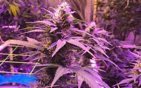 Tips For Growing Purple Kush Cannabis Leafly