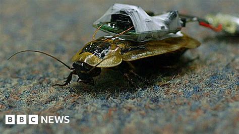 Could Cyborg Cockroaches Help In Nuclear Disasters Bbc News