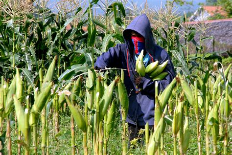 Tanaman jagung bisa tumbuh pada berbagai. Cara Menanam Jagung Modern Yang Berjenis Hibrida