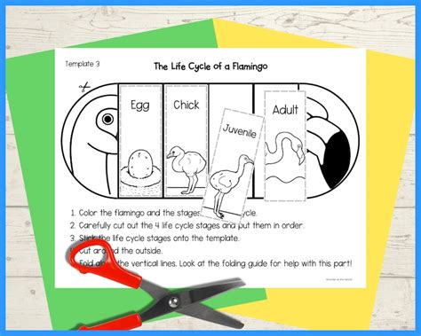 Life Cycle Of A Flamingo Foldable Kids Science Craft Sequencing