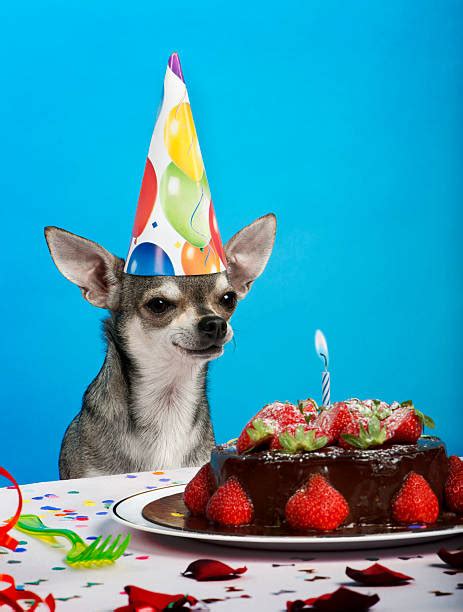 Happy Birthday Chihuahua Stock Photos Pictures And Royalty Free Images
