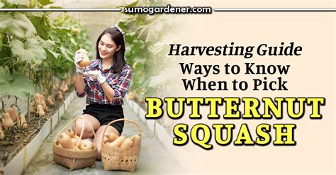 When To Pick Butternut Squash Harvesting Guide Sumo Gardener