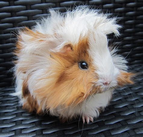 Guinea Pigs Amazing Life And Cuteness Overloaded Page 2 Animal